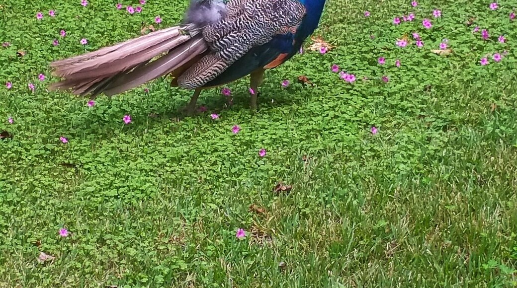 Look at the vivid blue on this beautiful peacock
#wildlife