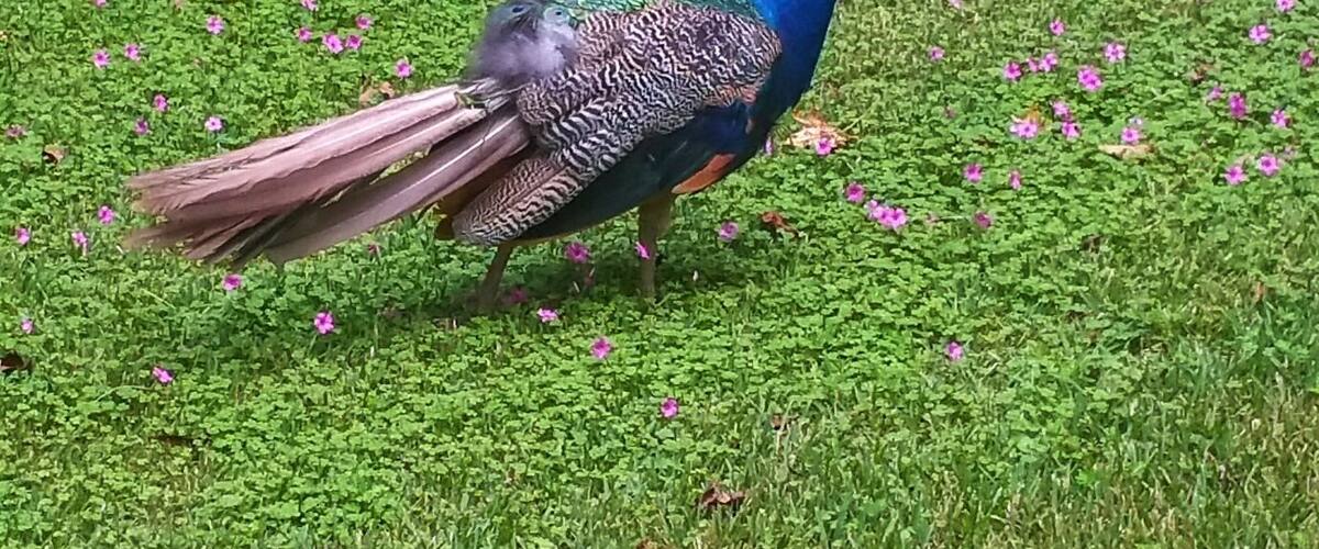 Look at the vivid blue on this beautiful peacock
#wildlife