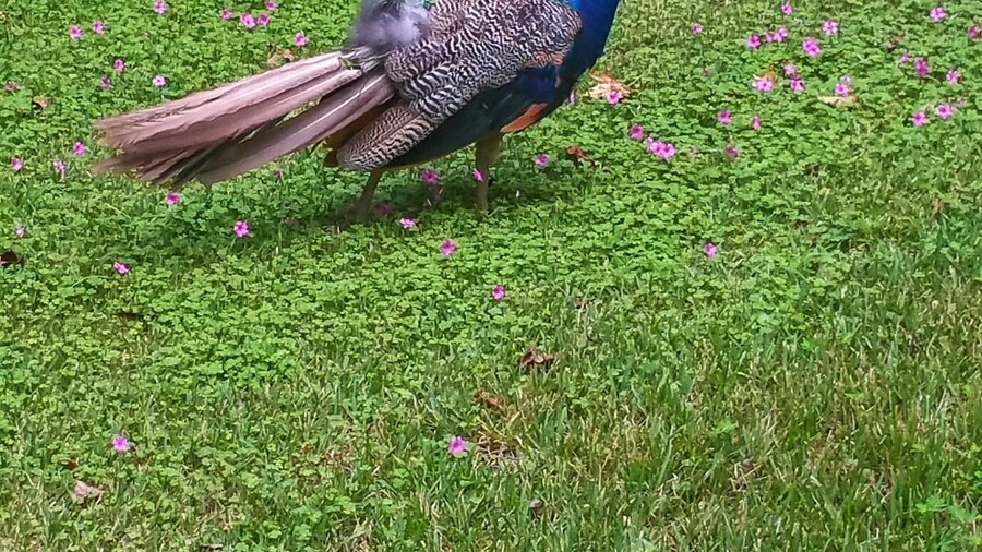 Look at the vivid blue on this beautiful peacock
#wildlife
