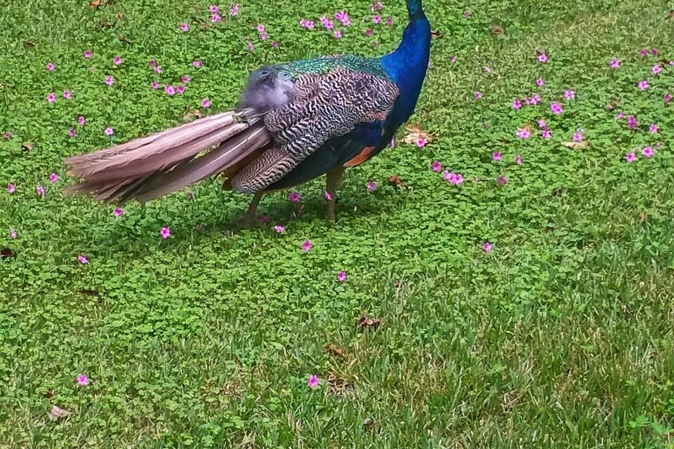 A peacock standing on a grassy field with scattered pink flowers.