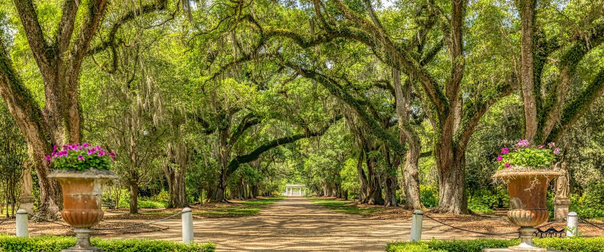 A pathway flanked by trees with moss-covered branches, leading to a distant white building.