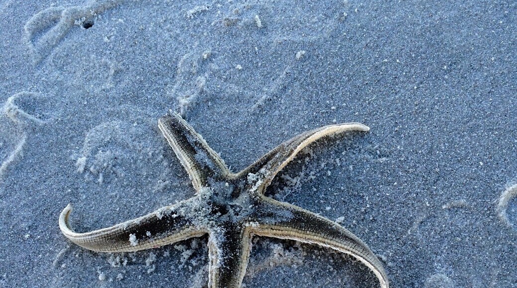 Washed ashore sea star. #travel #seastar #beach #welovetoexplore
https://www.facebook.com/welovetoexplore/timeline/story?ut=43&wstart=0&wend=1422777599&hash=3585313150704558958&pagefilter=3