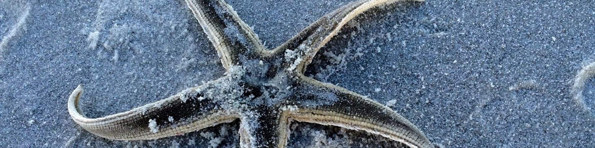 Washed ashore sea star. #travel #seastar #beach #welovetoexplore
https://www.facebook.com/welovetoexplore/timeline/story?ut=43&wstart=0&wend=1422777599&hash=3585313150704558958&pagefilter=3