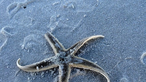 Washed ashore sea star. #travel #seastar #beach #welovetoexplore
https://www.facebook.com/welovetoexplore/timeline/story?ut=43&wstart=0&wend=1422777599&hash=3585313150704558958&pagefilter=3