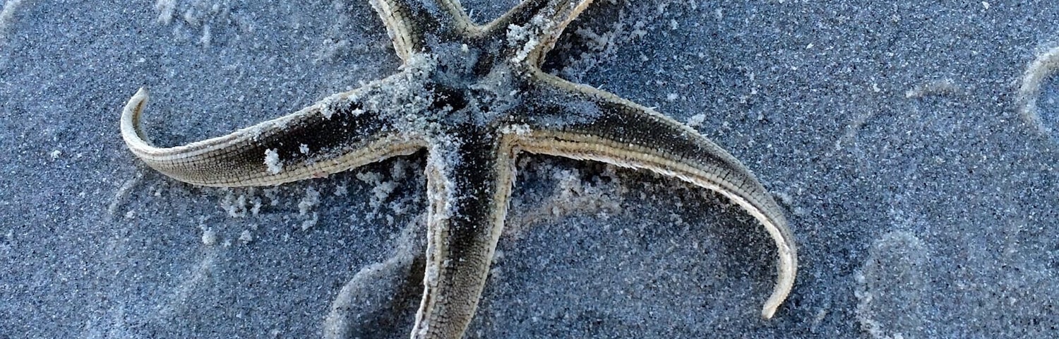 Une étoile de mer sur une plage de sable.