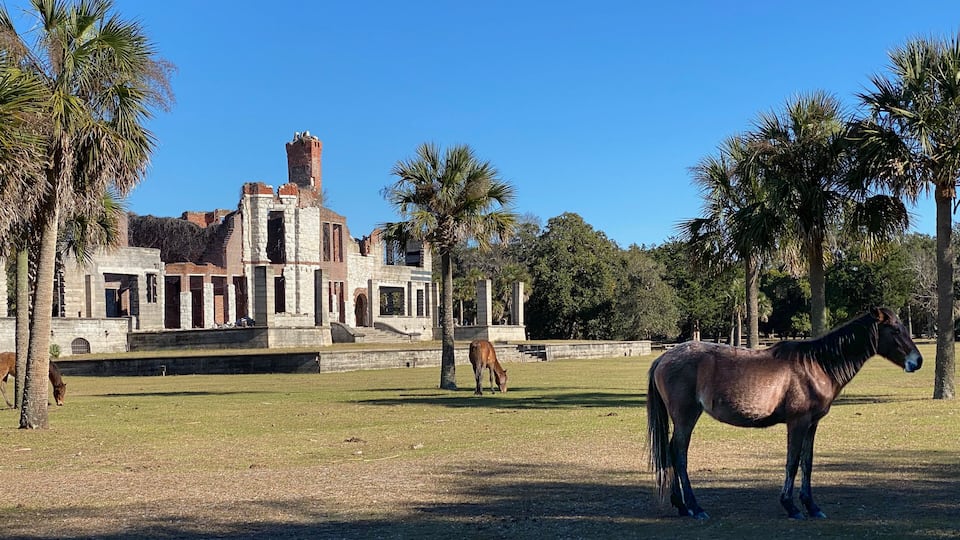 Cumberland Island National Seashore managed by National Park Service. Cumberland Island horse, a band of feral horses at Dungeness Mansion ruins once owned by Carnegie Family, ruined by fire.
