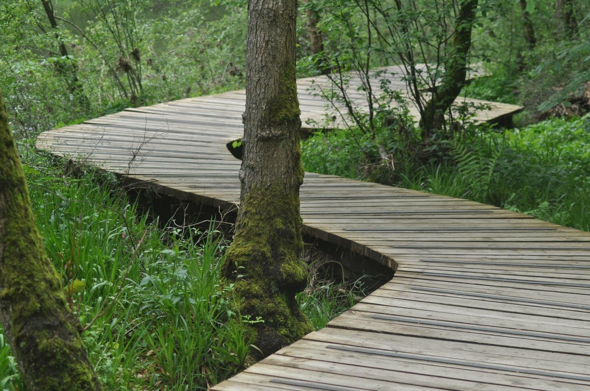Falls of Clyde nature reserve