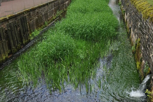 Un étroit canal bordé d’une végétation verdoyante, un mur de pierre et, au fond, un bâtiment en briques.