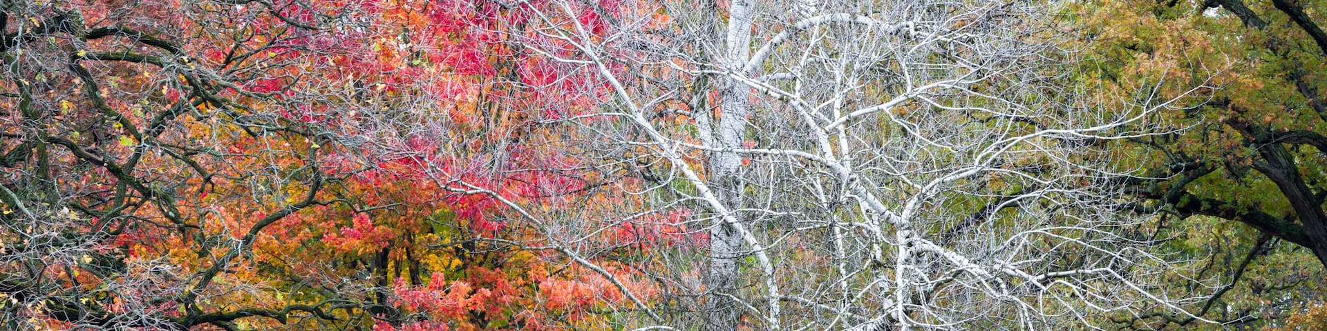 The bare branches of a sycamore tree stand out against a backdrop of the autumn colors of maple and oak trees