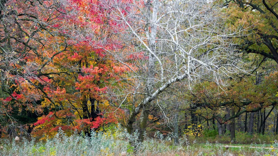 A forest with autumn foliage, including red and yellow leaves, and a prominent birch tree with white bark.