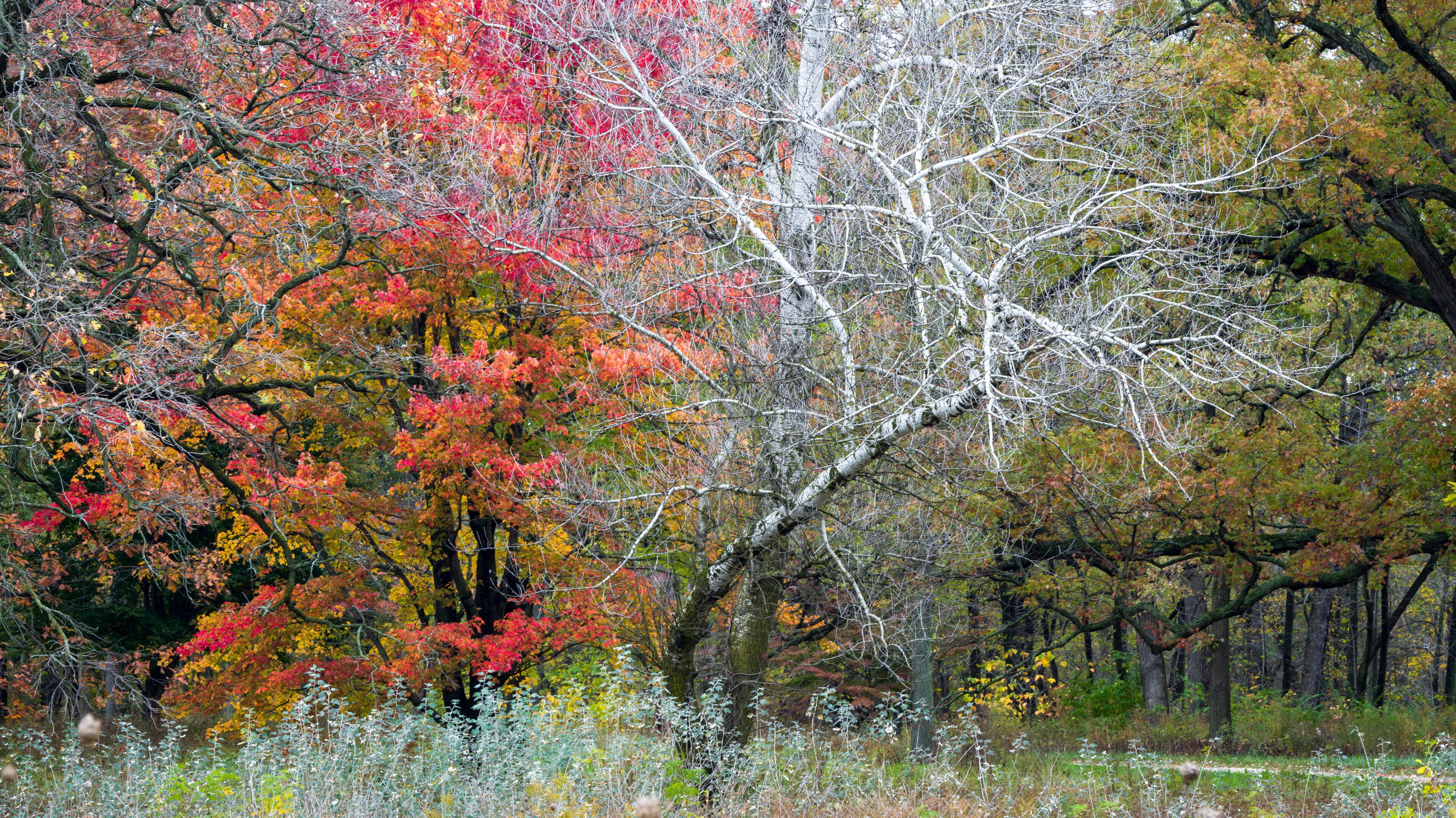 A forest with autumn foliage, including red and yellow leaves, and a prominent birch tree with white bark.