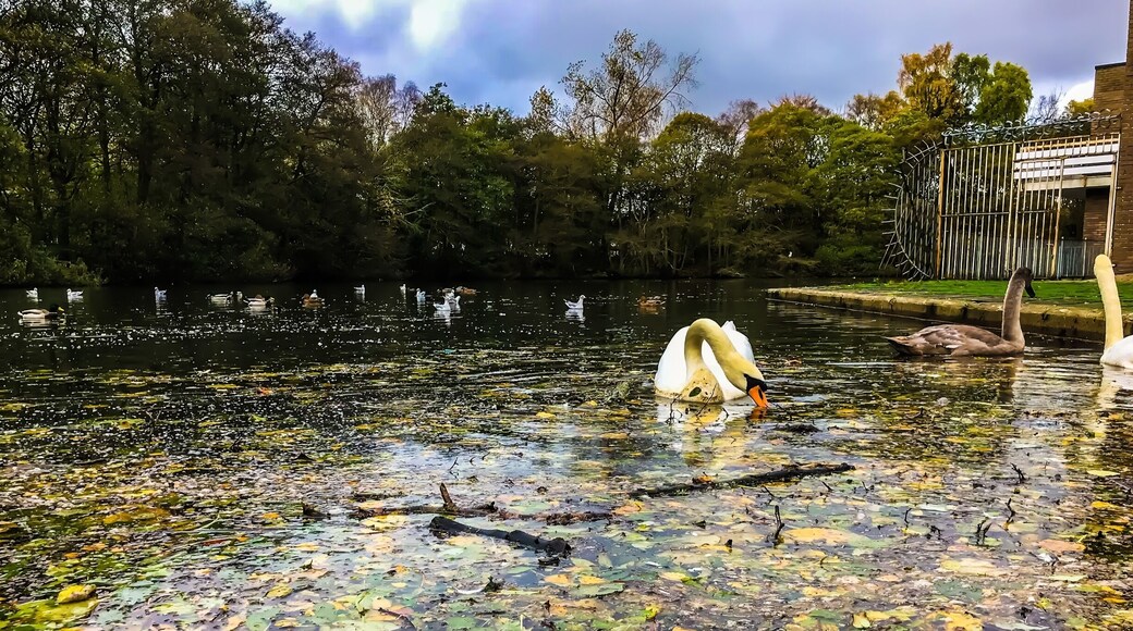 A pond full of autumn leaves, sticks, and logs left over from the windy storm the night before.
