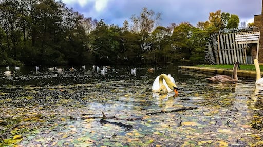 A pond full of autumn leaves, sticks, and logs left over from the windy storm the night before.