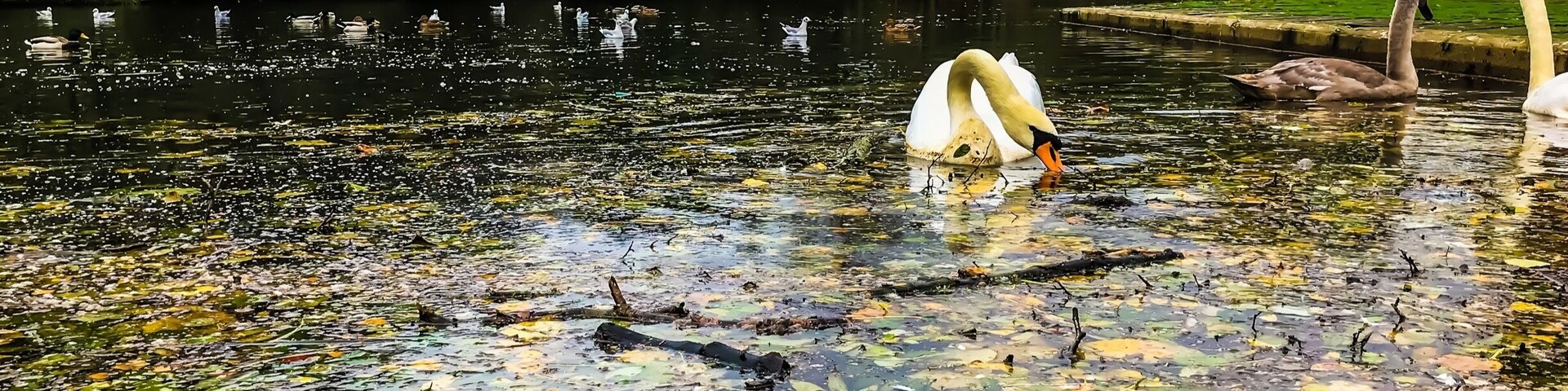 A pond full of autumn leaves, sticks, and logs left over from the windy storm the night before.