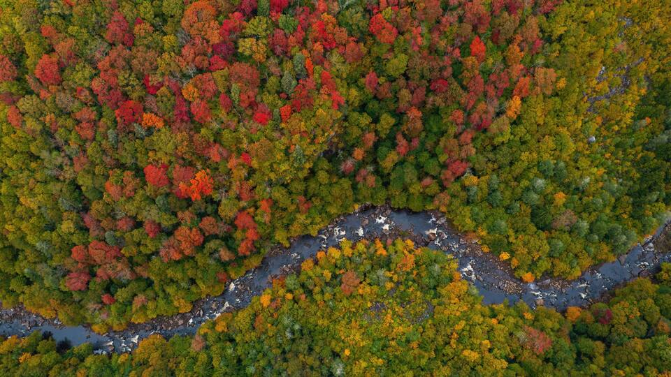 An aerial view of a forest with a winding river.