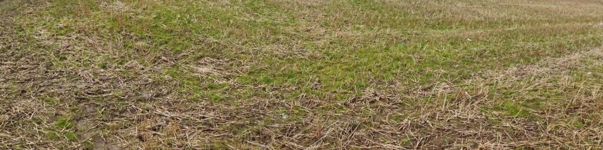 A grassy hill with a cloudy sky.