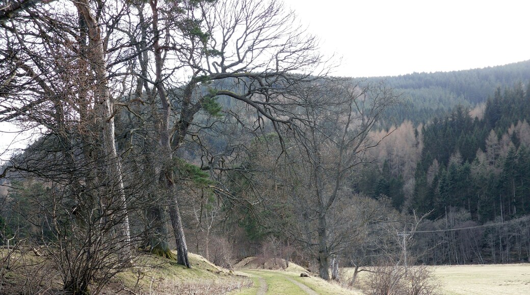 The Woodend Cutting On the old Peebles, Galashiels Railway Line