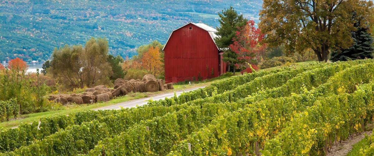 A vineyard with a red barn, hay bales, and a road.