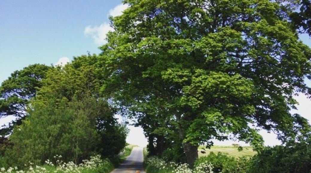 Countryside walks in the sun. #dog #sun