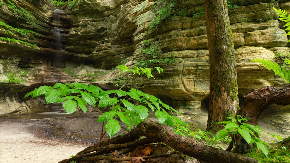 A waterfall cascading down a rocky cliff, surrounded by lush greenery and a fallen tree in the foreground.