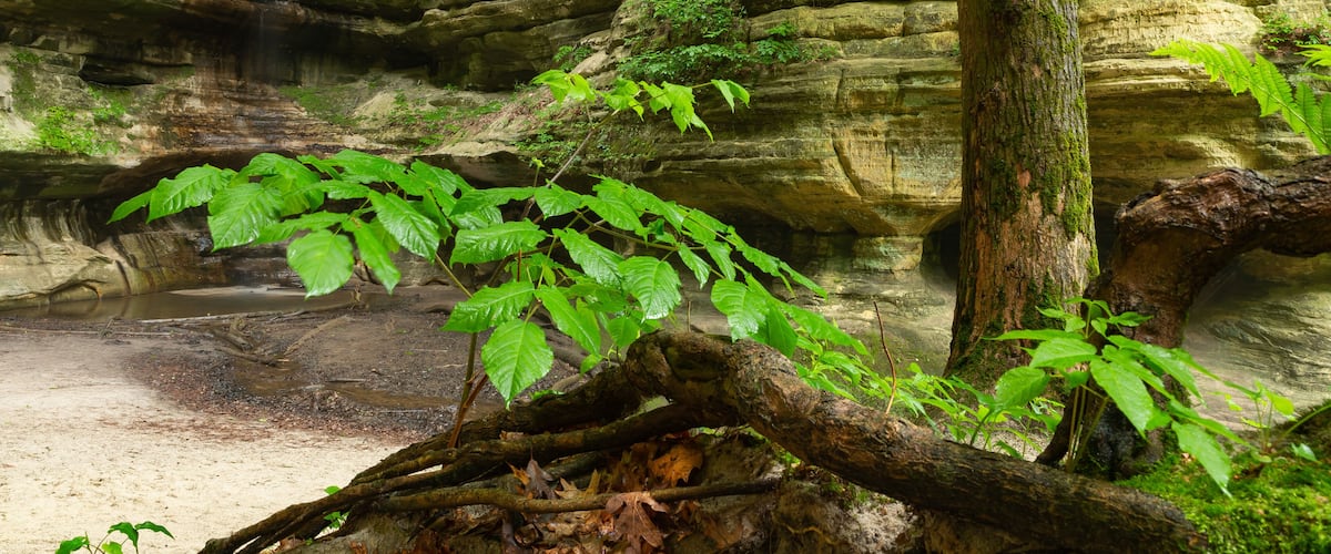 A waterfall cascading down a rocky cliff, surrounded by lush greenery and a fallen tree in the foreground.