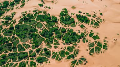 Vista aérea de um deserto com vegetação verde esparsa e caminhos sinuosos.