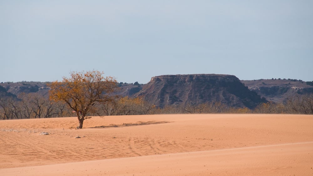 Trees and Sand Dunes in Little Sahara State Park in Waynoka, USA