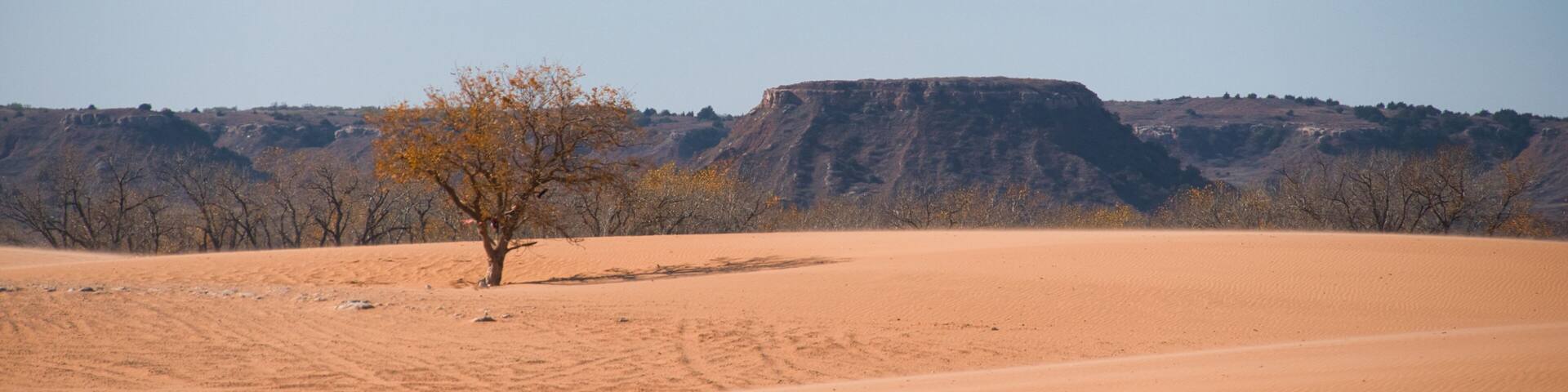 Trees and Sand Dunes in Little Sahara State Park in Waynoka, USA