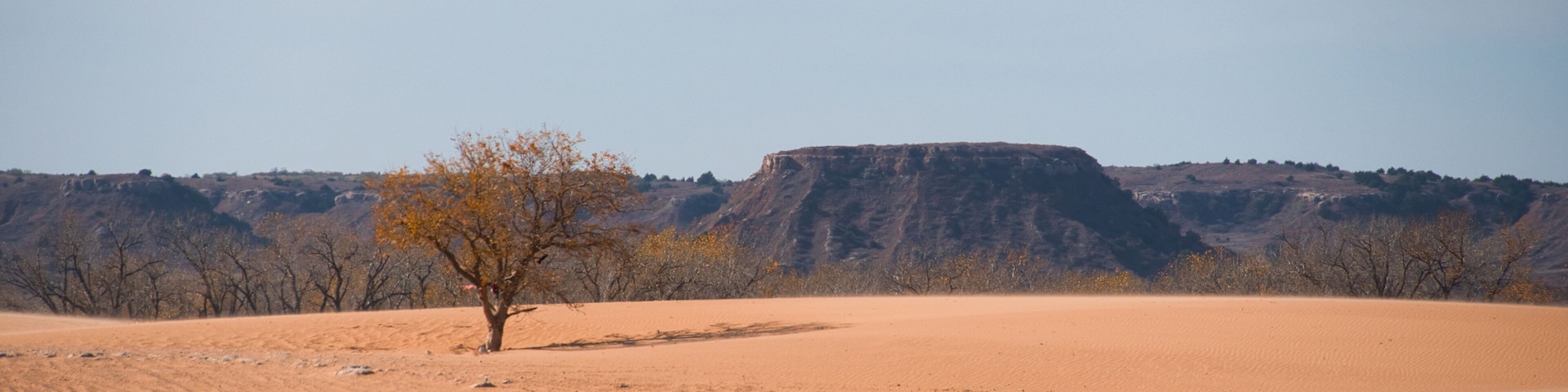 Trees and Sand Dunes in Little Sahara State Park in Waynoka, USA