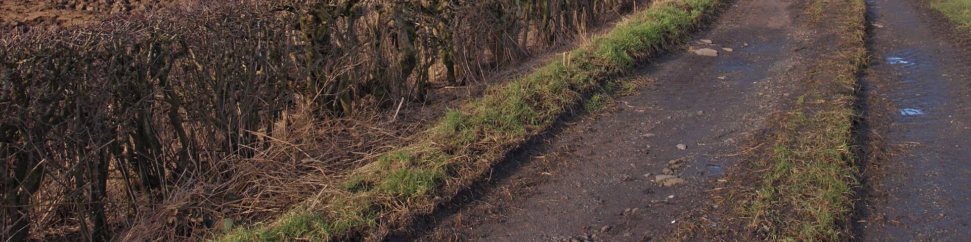 Track Through Farmland, Inchinnan Ploughed field to the left and sown field to the right.