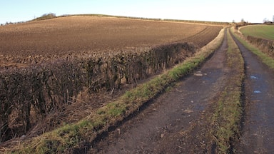 Track Through Farmland, Inchinnan Ploughed field to the left and sown field to the right.