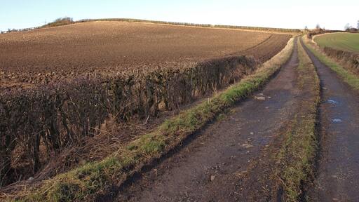 Track Through Farmland, Inchinnan Ploughed field to the left and sown field to the right.