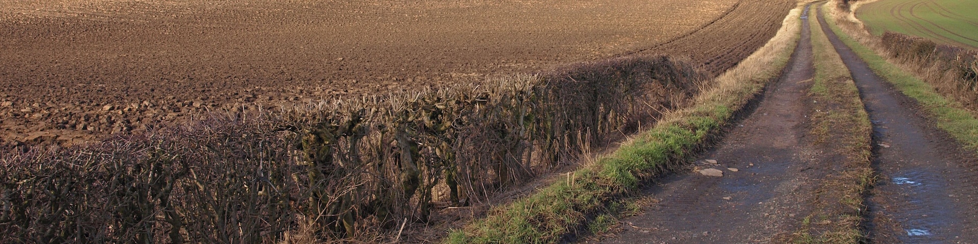 Track Through Farmland, Inchinnan Ploughed field to the left and sown field to the right.