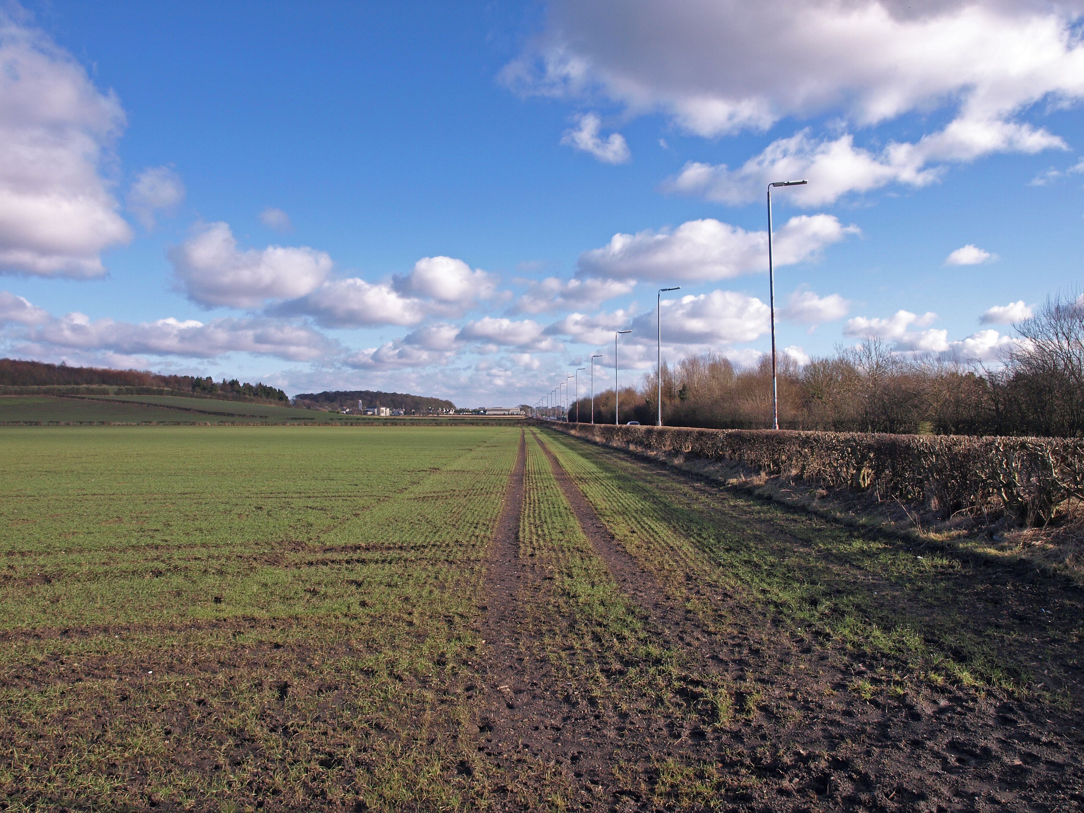 Field beside the A8 Suspect it is barley sprouting. Inchinnan in the distance.