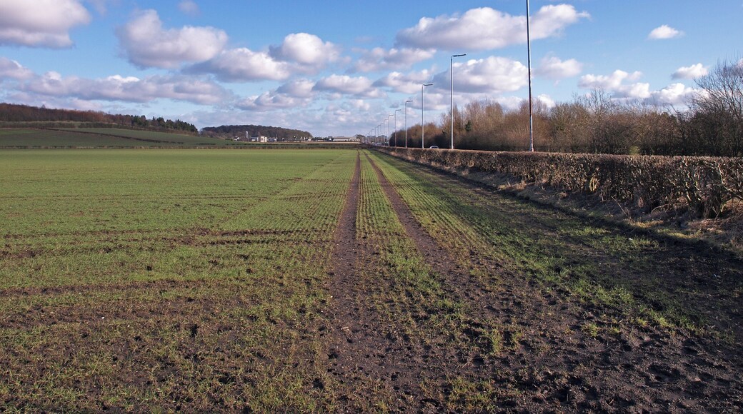 Field beside the A8 Suspect it is barley sprouting. Inchinnan in the distance.