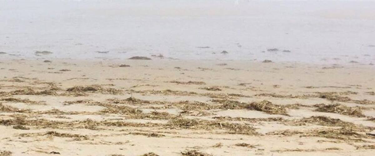 Foggy beach
#lifeatexpedia #beach #maine #foggybeach