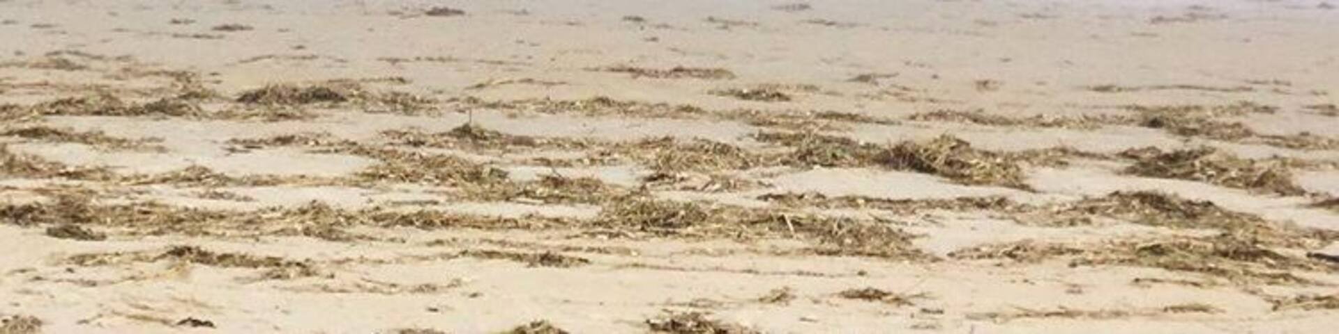 Foggy beach
#lifeatexpedia #beach #maine #foggybeach