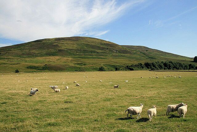A grassy field with sheep grazing, a hill in the background, and a clear sky.