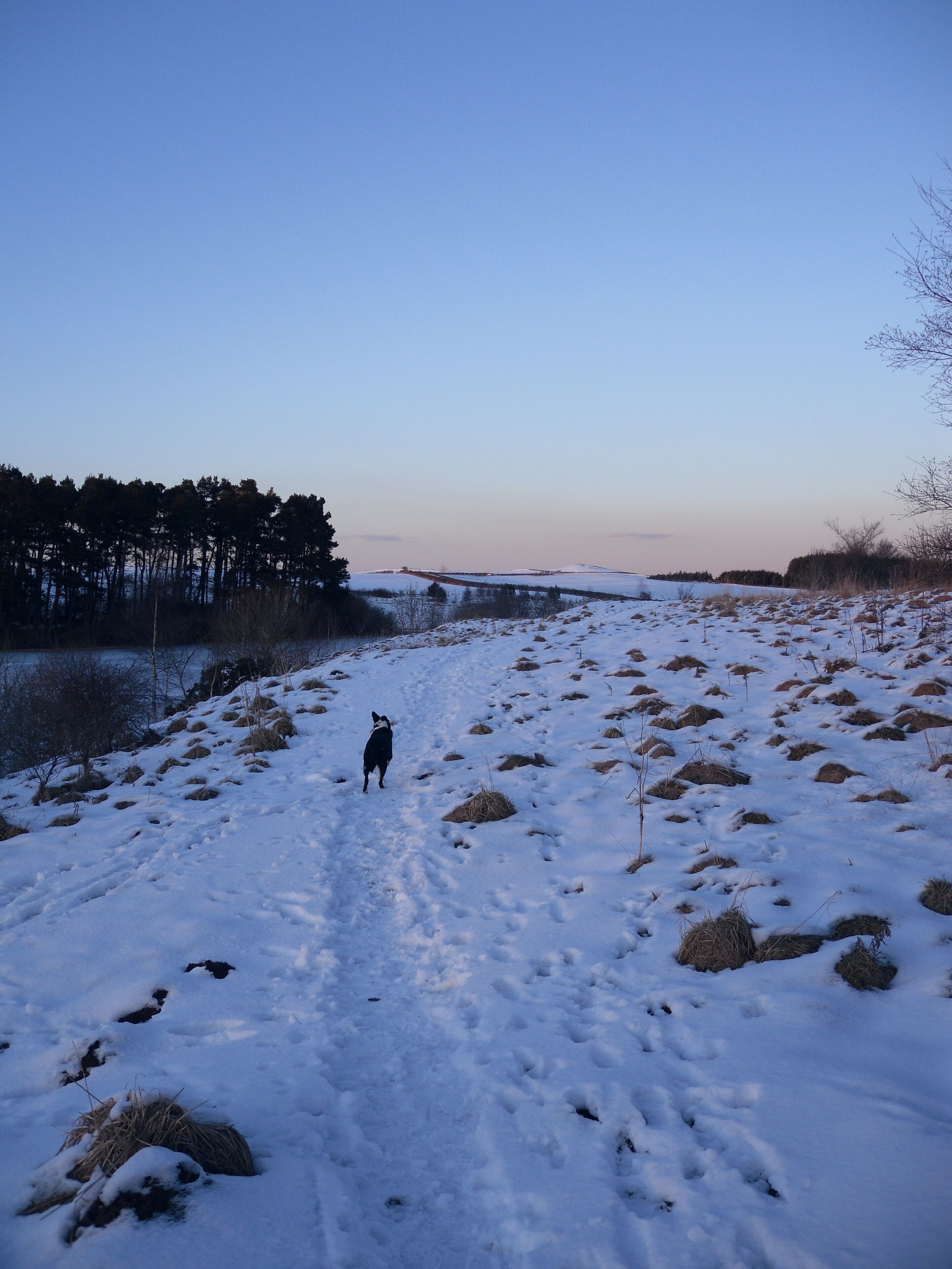 Paisagem nevada com um cão caminhando por uma trilha, árvores e uma ponte ao longe.