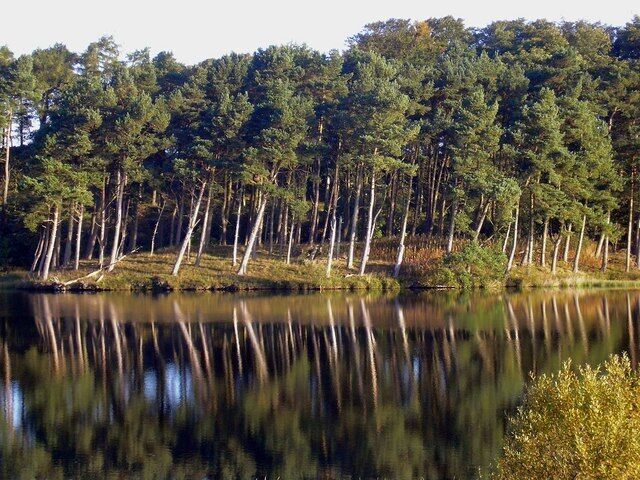A calm lake with tall trees reflecting in the water.