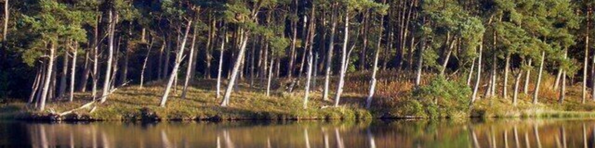 Un lago tranquilo con altos árboles reflejados en el agua.