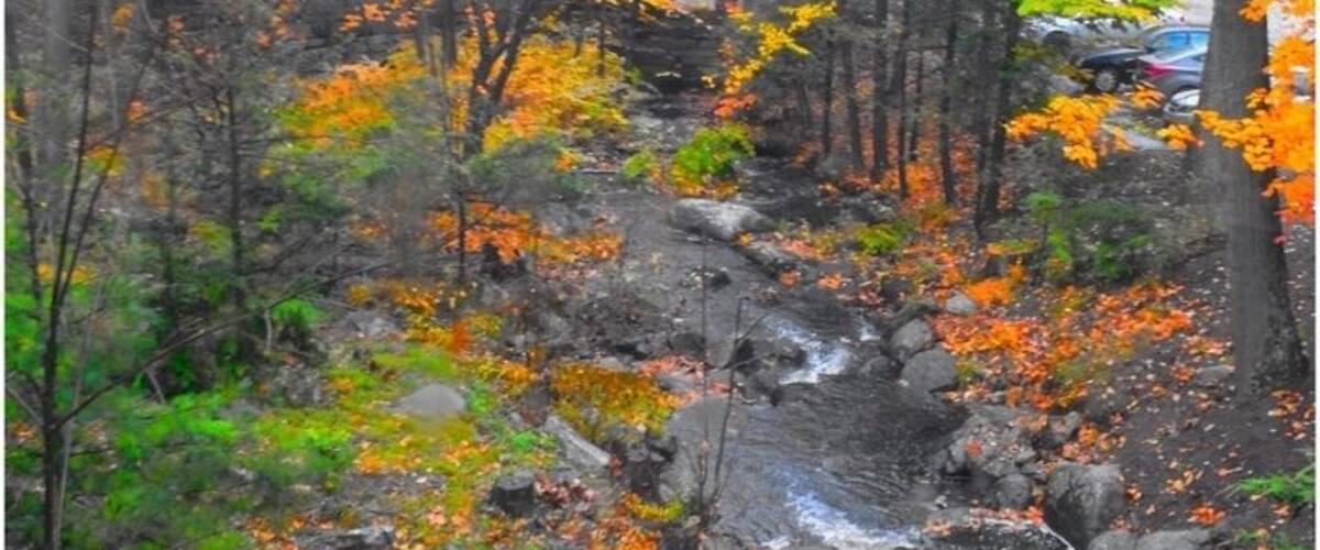 Un bosque con un arroyo, hojas otoñales y rocas.