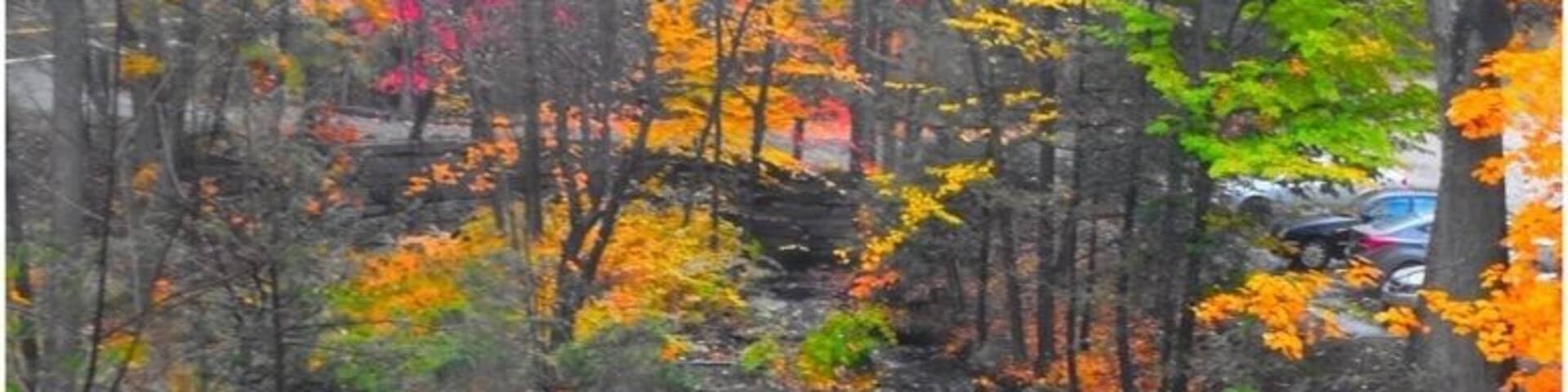 A forest with a stream, autumn leaves, and rocks.