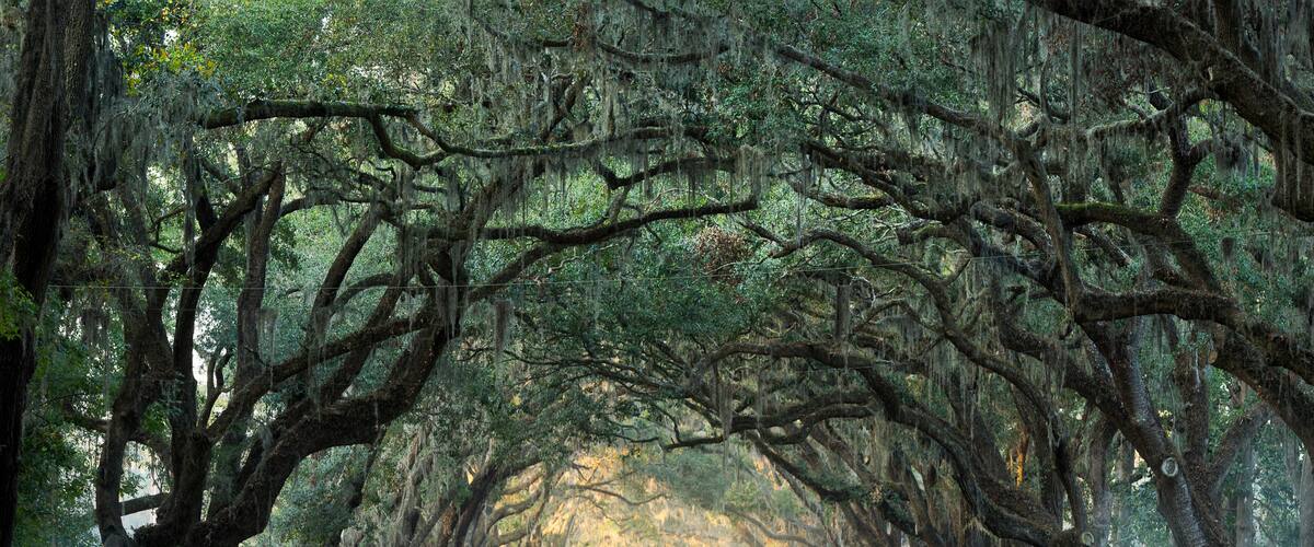 Road lined with oak trees
