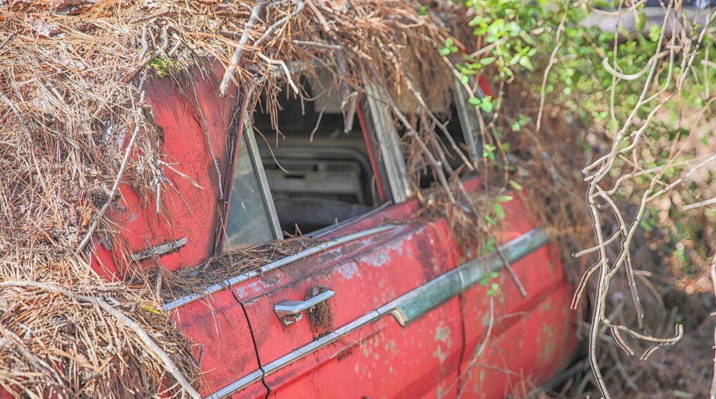 Cool car junkyard 1 hour north of Atlanta. 4000 cars over 6 miles of trails.