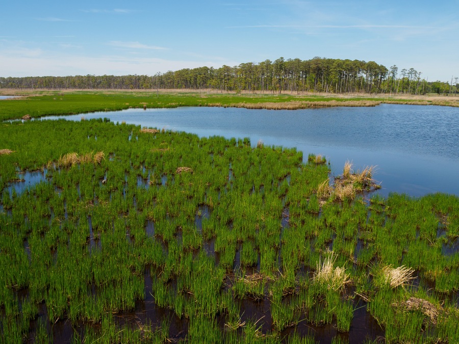 View of Marsh Lands At Blackwater Wildlife Park