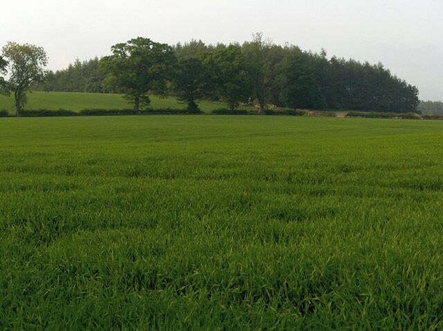 Boreland Hill. Farmland and woods north of Cuthil Brae.