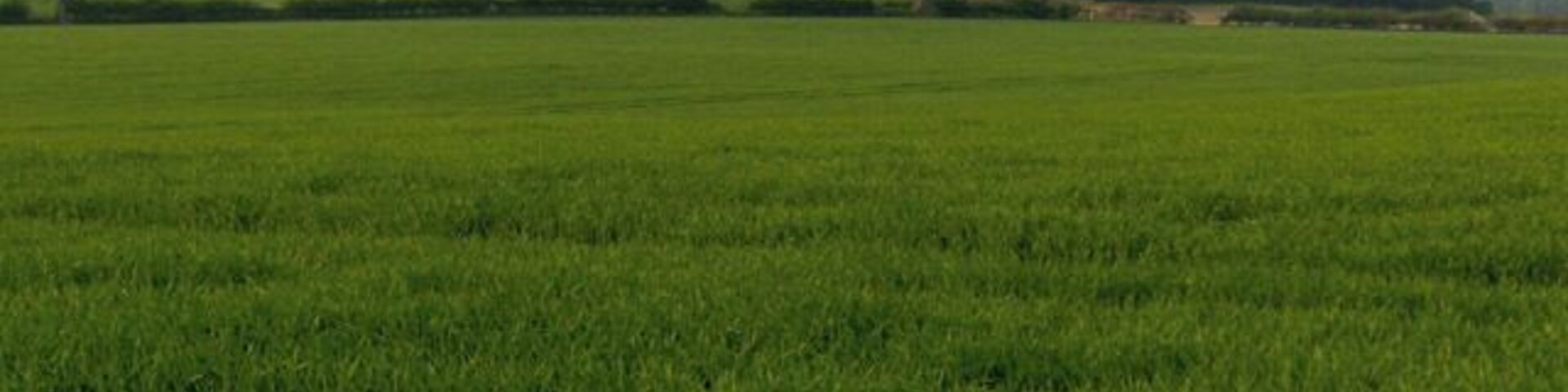 Un campo verde con una hilera de árboles al fondo.