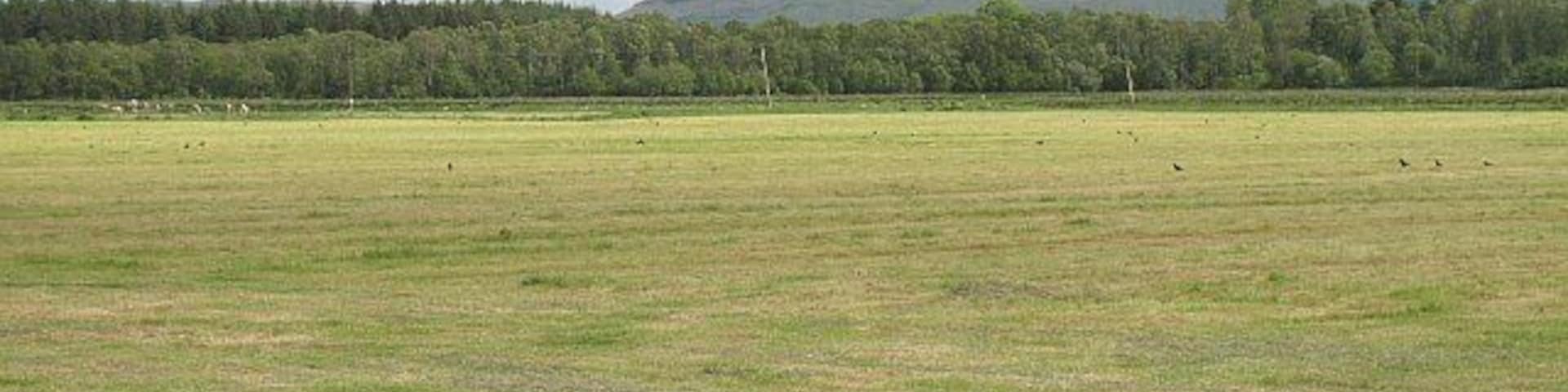 Harvested grassland, Gartmore Silage has been cut and harvested here, and the rooks are still cleaning up any displaced insects.