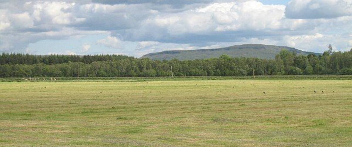 A grassy field with a forest and a hill in the background.